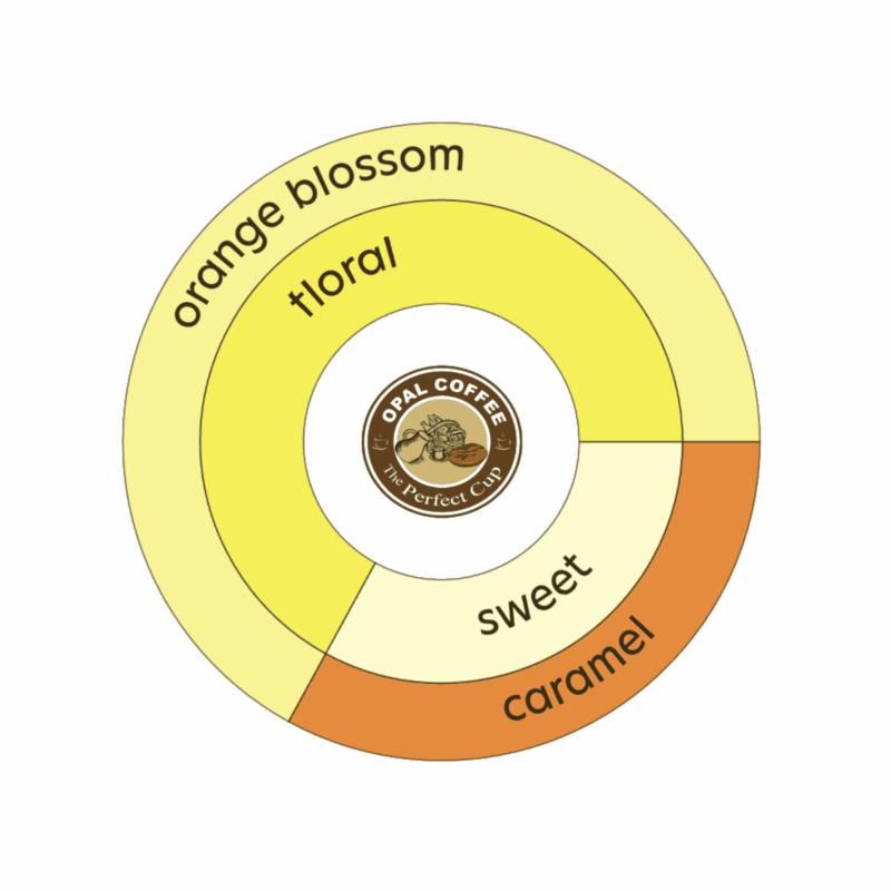 Guatemala Finca La Bella Pacamara Washed